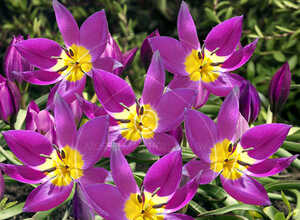 Tulipe Pulchella Eastern Star