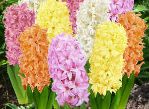 Mélange dHyacinthe Pleasure Mix