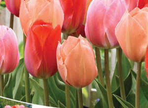 Mélange de Tulipe Mix Mango