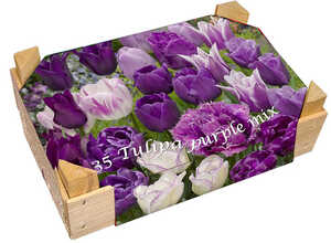 Caisse de Tulipes Mauves en mélange