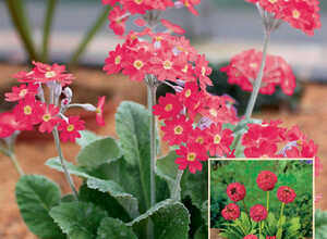 Primula Denticulata Rouge
