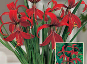 Sprekelia Formosissima