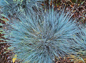 FÃ©tuque bleue (Festuca glauca Â« Elijah Blue Â»)