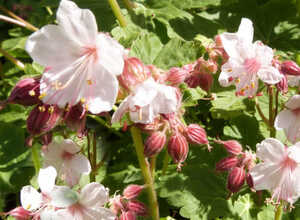 GÃ©ranium Ã  grosses racines Spessart - Geranium Macrorrhizum
