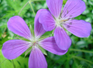 Geranium Nimbus