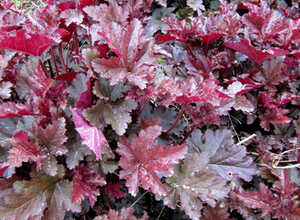 HeuchÃ¨re Â« Can can Â» (Heuchera)