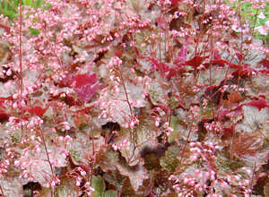 HeuchÃ¨re Â« Rachel Â» (Heuchera)