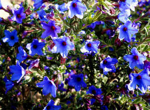 GrÃ©mil Â« Heavenly Blue Â» (Lithodora diffusa)