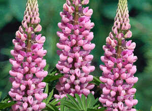 Lupin Â« Gallery Pink Â» (Lupinus)