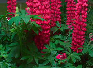 Lupin Â« Gallery Red Â» (Lupinus)