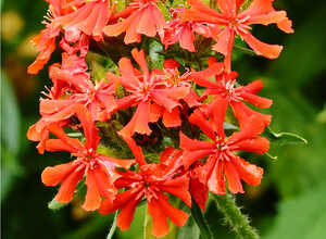 La croix de Malte « Vesuvius » (Lychnis arkwrightii) La croix de Malte « Vesuvius » (Lychnis arkwrightii)