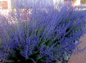 Sauge dâAfghanistan Â« Blue Shadow Â» (Perovskia atriplicifolia)