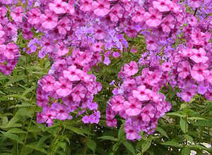 Phlox paniculata « Amethyst »