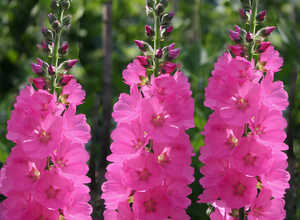 Sidalcea oregana Brilliant