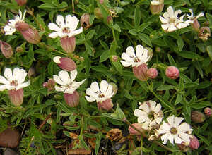 La SilÃ¨ne maritime (Silene maritima)