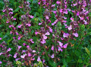 GermandrÃ©e petit chÃªne (Teucrium chamaedrys)