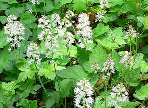 Tiarelle CordifoliÃ©e (Tiarella Cordifolia)