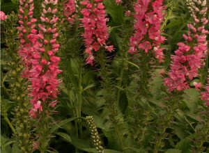 La VÃ©ronique en Ã©pis Â« Rotfuchs Â» (Veronica spicata)