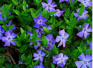 Pervenche commune (Vinca minor)