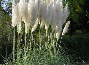 Herbe de Pampa Pumila - Cortaderia selloana