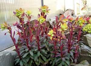 Euphorbe des bois (Euphorbia amygdaloides Â« Purpurea Â»)