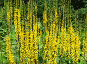 Ligulaire de Chine (Ligularia przewalskii) Ligulaire de Chine (Ligularia przewalskii)