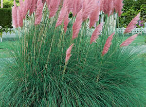 Cortaderia Selloana Pink Feather - Herbe de Pampa Cortaderia Selloana Pink Feather - Herbe de Pampa
