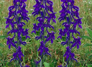 Pied dâAlouette vivace - Delphinium (P) Black Knight Pied dâAlouette vivace - Delphinium (P) Black Knight