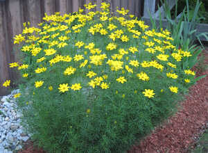 CorÃ©opsis Ã  feuilles en aiguilles (Coreopsis verticillata)