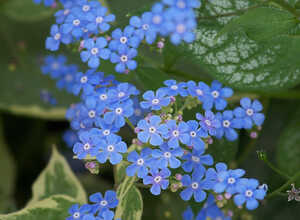 Myosotis du Caucase (Brunnera macrophylla)