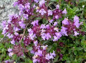 Thymus praecox Purple Beauty - Thym