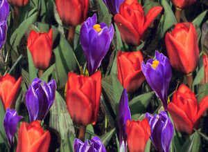 Mélange de tulipes et crocus en vrac