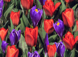 Tulipes et Crocus en MÃ©lange