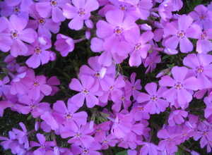 Phlox paniculata « Düsterlohe »