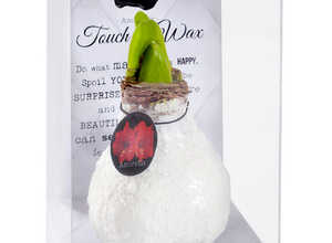 Cire Amaryllis Frost Blanche