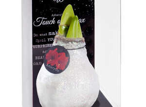 Cire Amaryllis Crystal Blanche