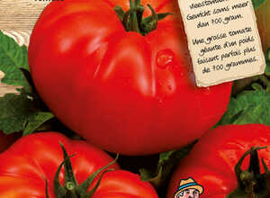 Tomate Supersteak F1