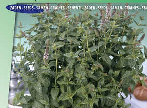 Menthe crÃ©pue