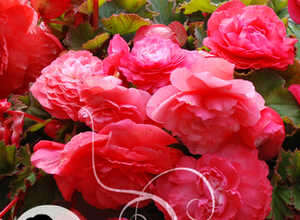 Begonia Odorata Parfumé Rose Begonia Odorata Parfumé Rose