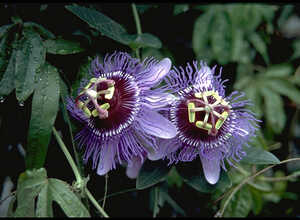 Passiflora Purple Haze (Passiflore)