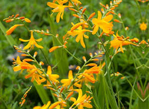 Crocosmia George Davidson