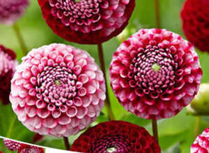 Dahlia Chick a Dee