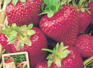 Fraise Rumba