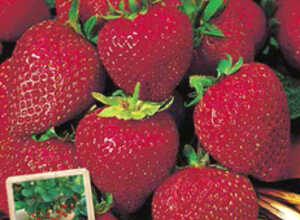 Fraises Ostara (en graines)