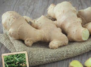 Racine de gingembre (Zingiber officinale)