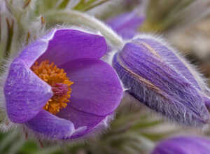 Pulsatille (Pulsatilla Vulgaris)