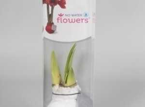 Cire Amaryllis Blanc