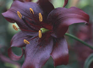 Lys Trumpet Noir