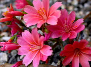 Lewisie du Siskiyou (Lewisia cotyledon)