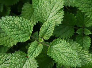 MÃ©lisse citronelle (Plantes en Pot)